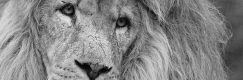 Lion header